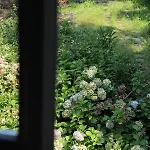 Natura Tra Bosco E Apartamento *